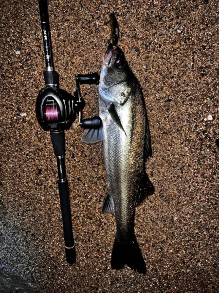 ベイトシーバス