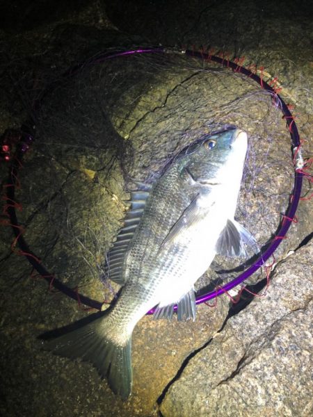 チヌが釣りたくて