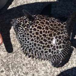 エギングタックルでかぶせ釣り！