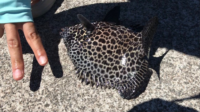 エギングタックルでかぶせ釣り!