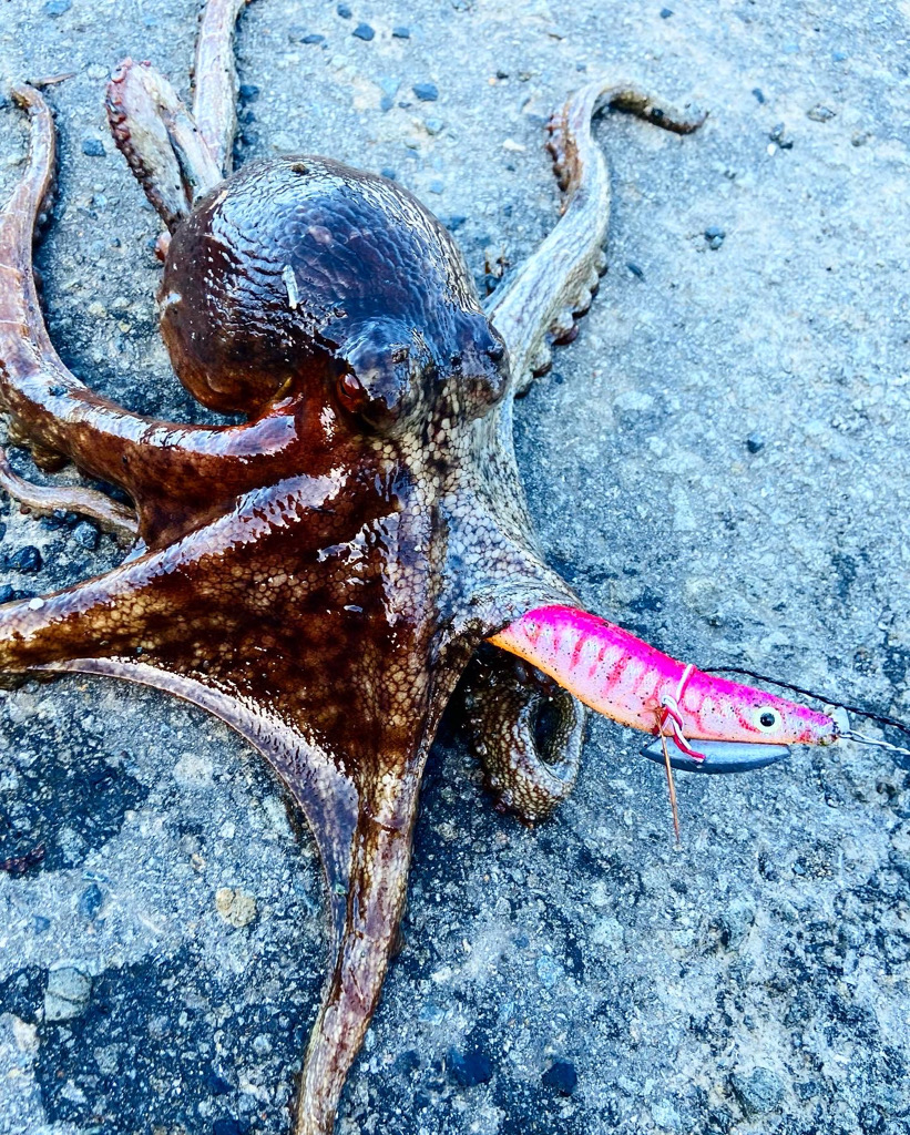 タコ3杯！！キロアップGET!！