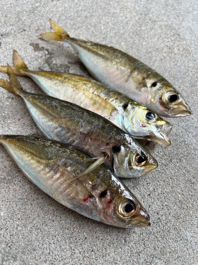 鯵を探して三千里 Vol.63