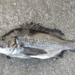 小アジのボイル確認