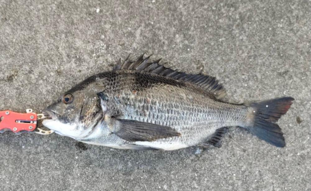 小アジのボイル確認