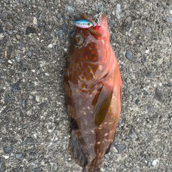 ライトゲームでアコウ♡