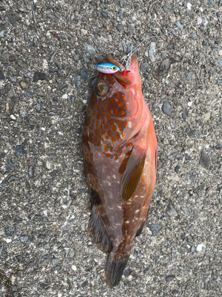 ライトゲームでアコウ♡