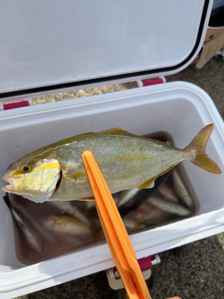 初めて釣りました。