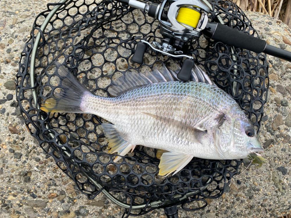 淀川水系チニング