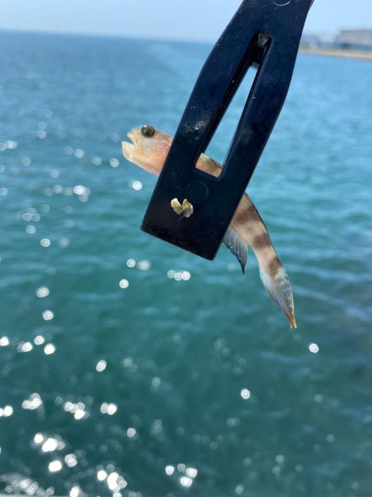 ちょい投げライト五目