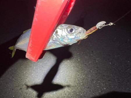 鯵を探して三千里 Vol.71