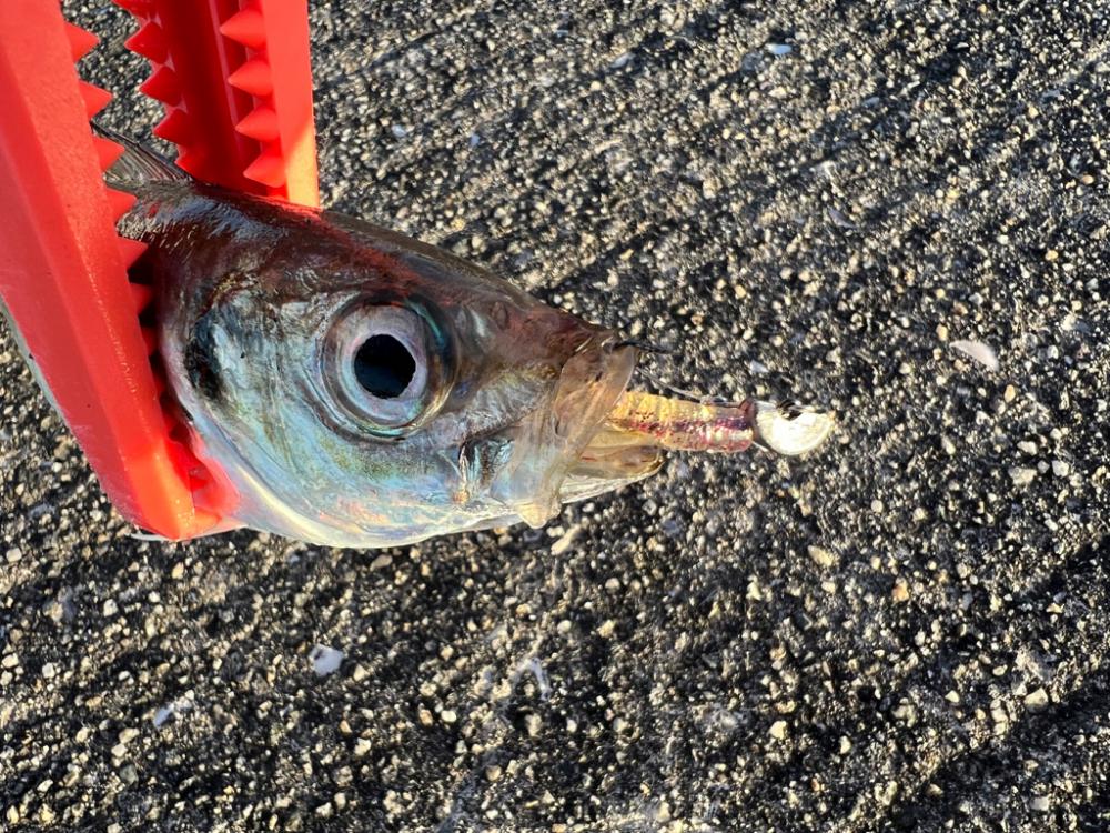 鯵を探して三千里 Vol.65