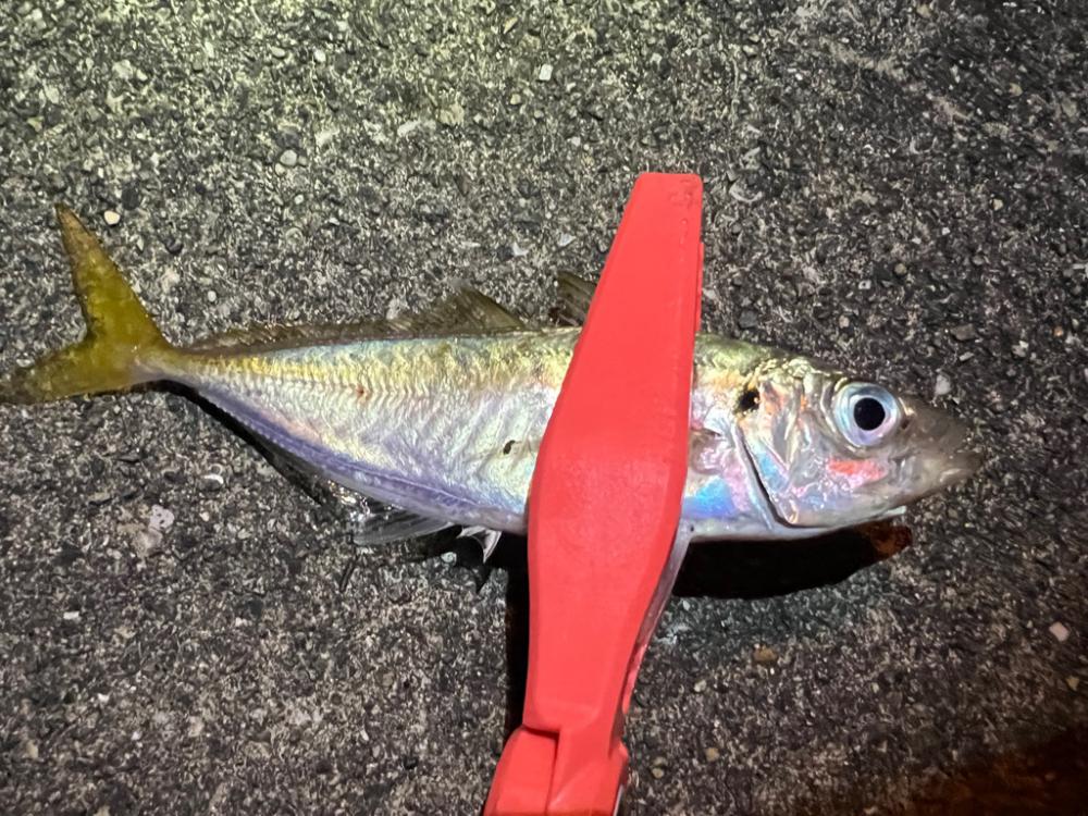 鯵を探して三千里 Vol.64