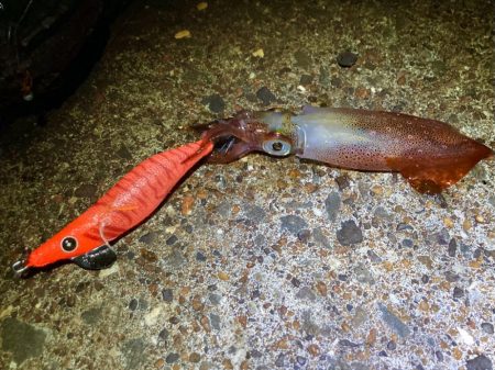 キシイチでもケンサキゲーム成立にゃ！