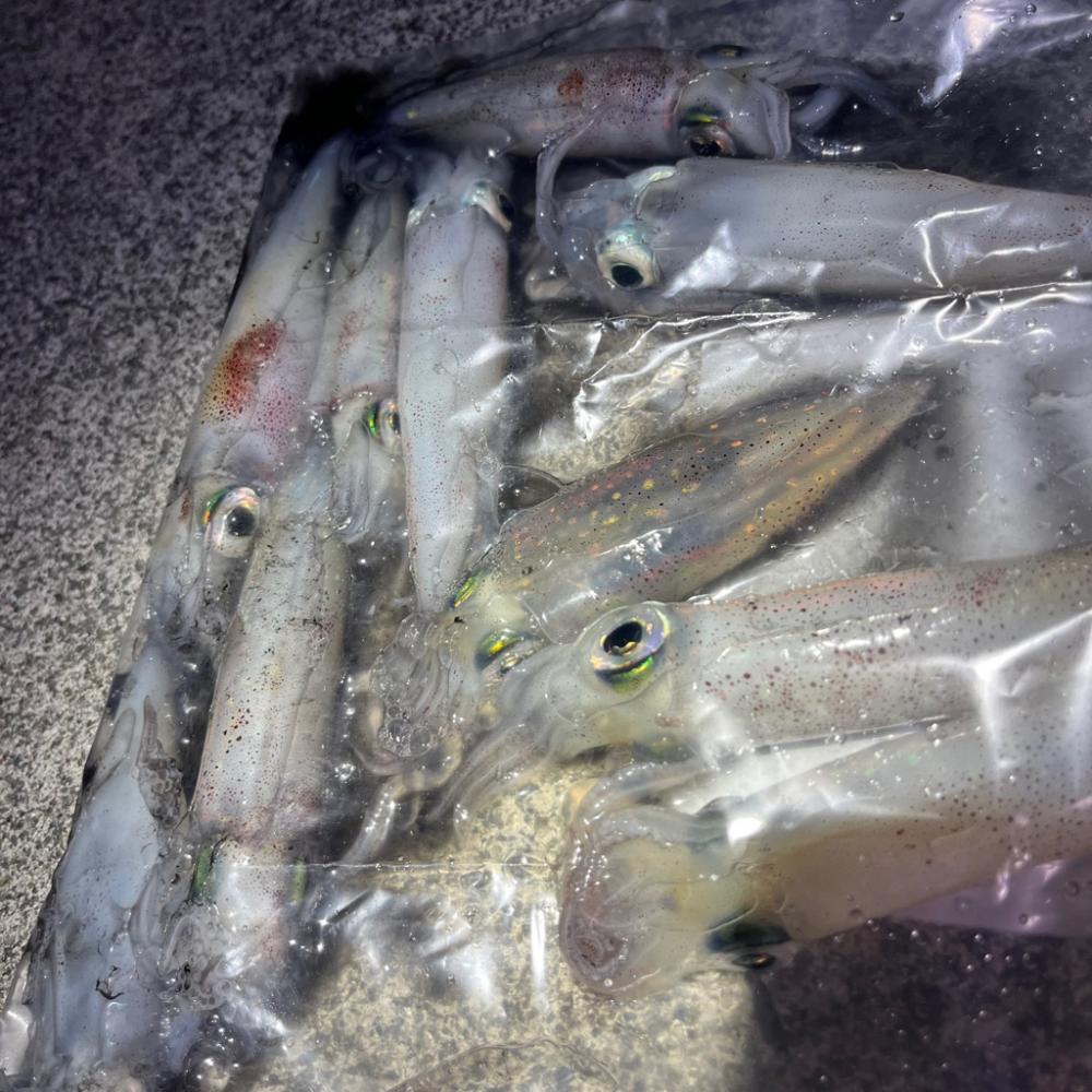 ケンサキの季節