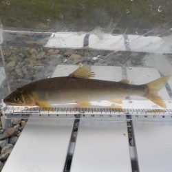 美山第4戦〜土用隠れ？〜