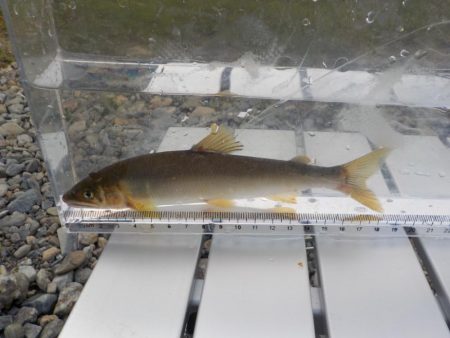 美山第4戦〜土用隠れ？〜