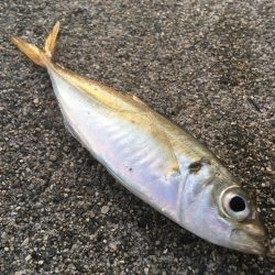 サビキ、サバゲー、ノマセ