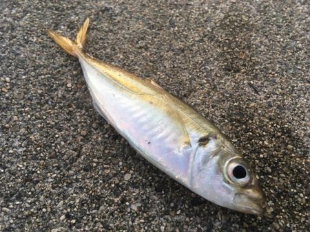 サビキ、サバゲー、ノマセ