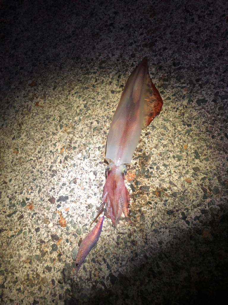 【舞鶴エリア】大バラシとケンサキイカエギング