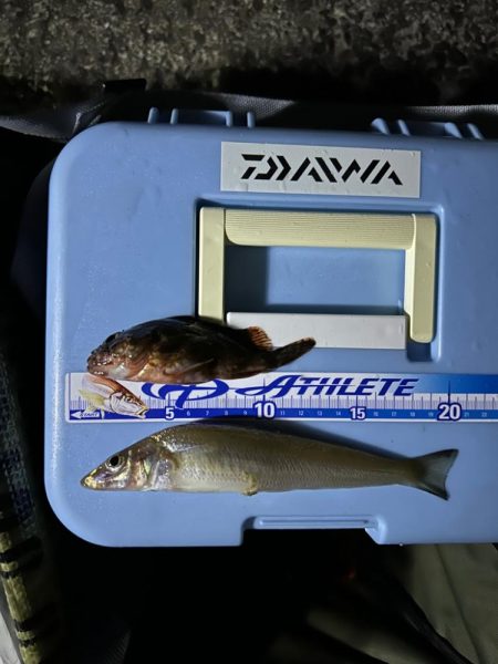 台風後🌀の深日港、夜釣り