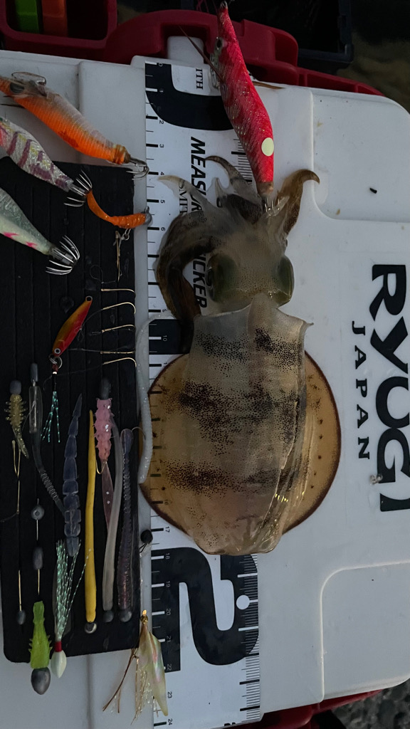 GMさんケンサキイカ釣れてます♪