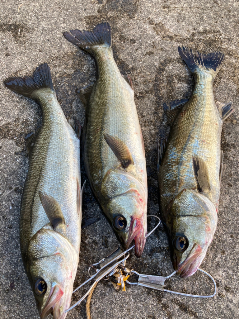 セイゴ回遊しています