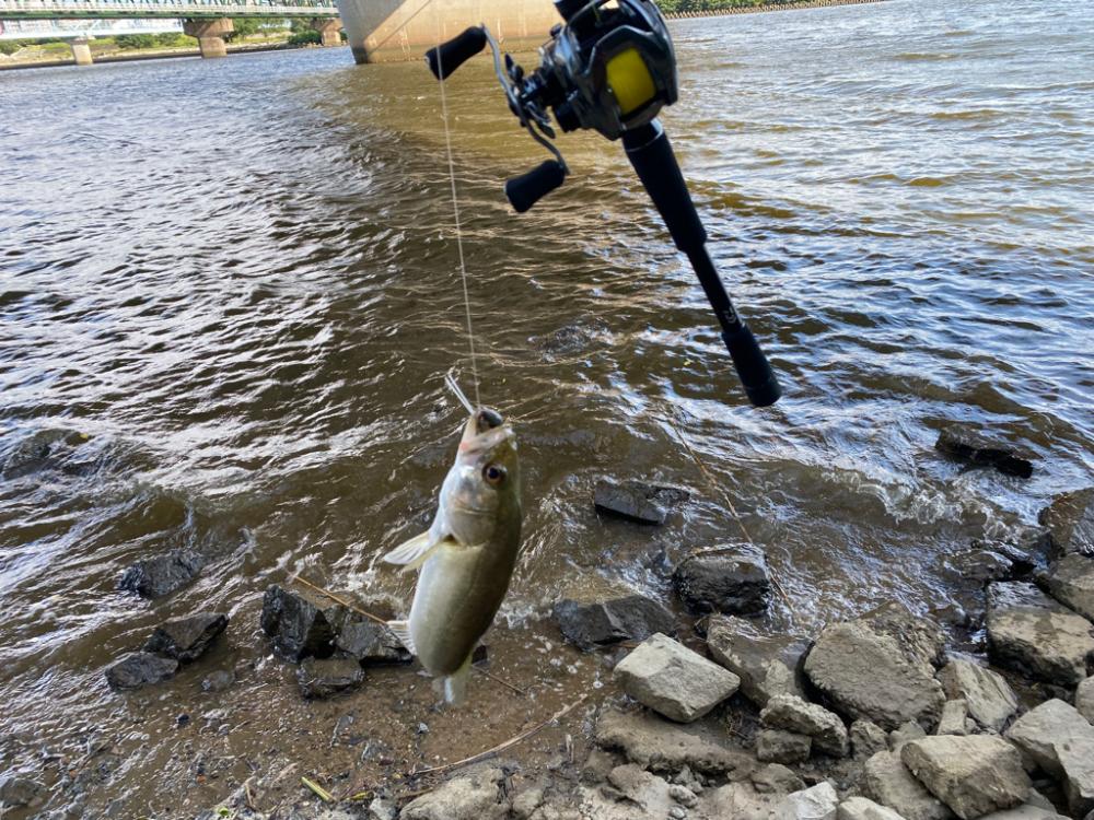 シーバスとソウギョ