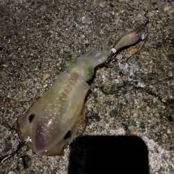 アオリイカ入れ食い