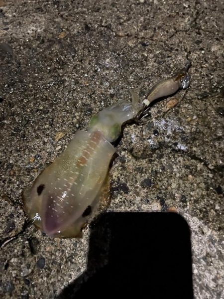 アオリイカ入れ食い