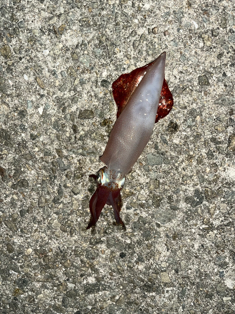 ショアジギング爆