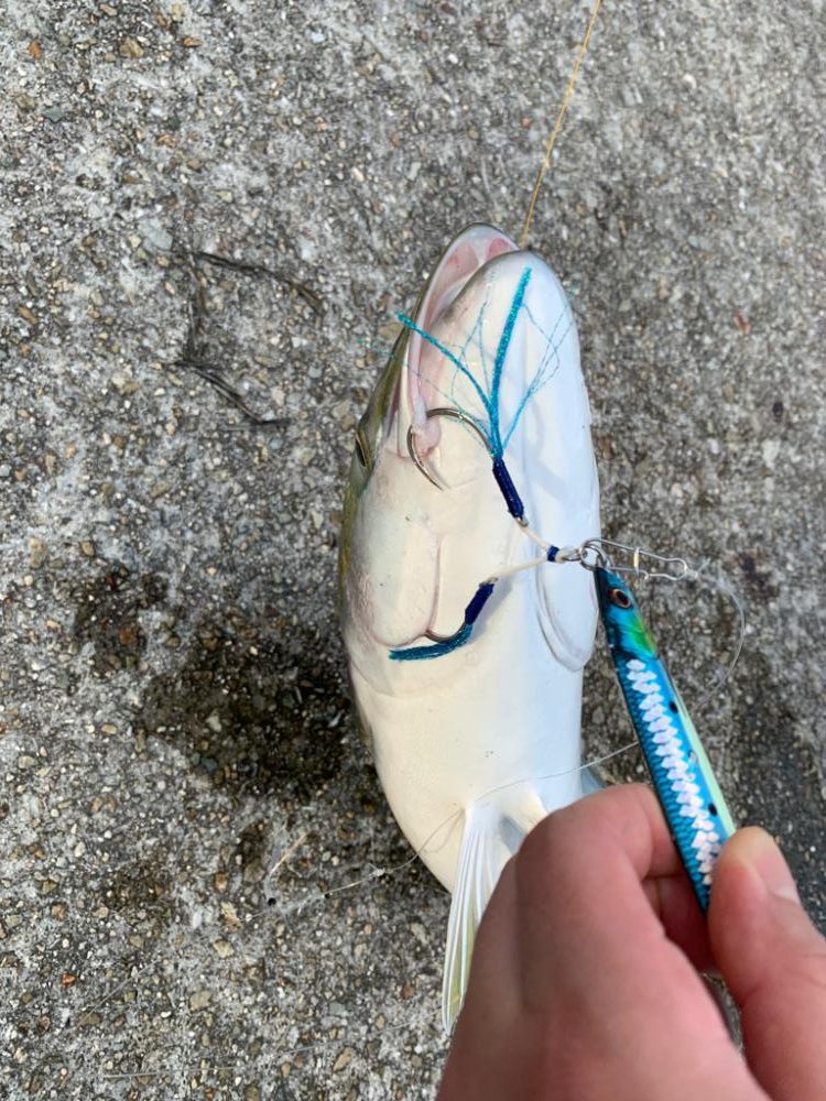 久しぶりのメジロ！