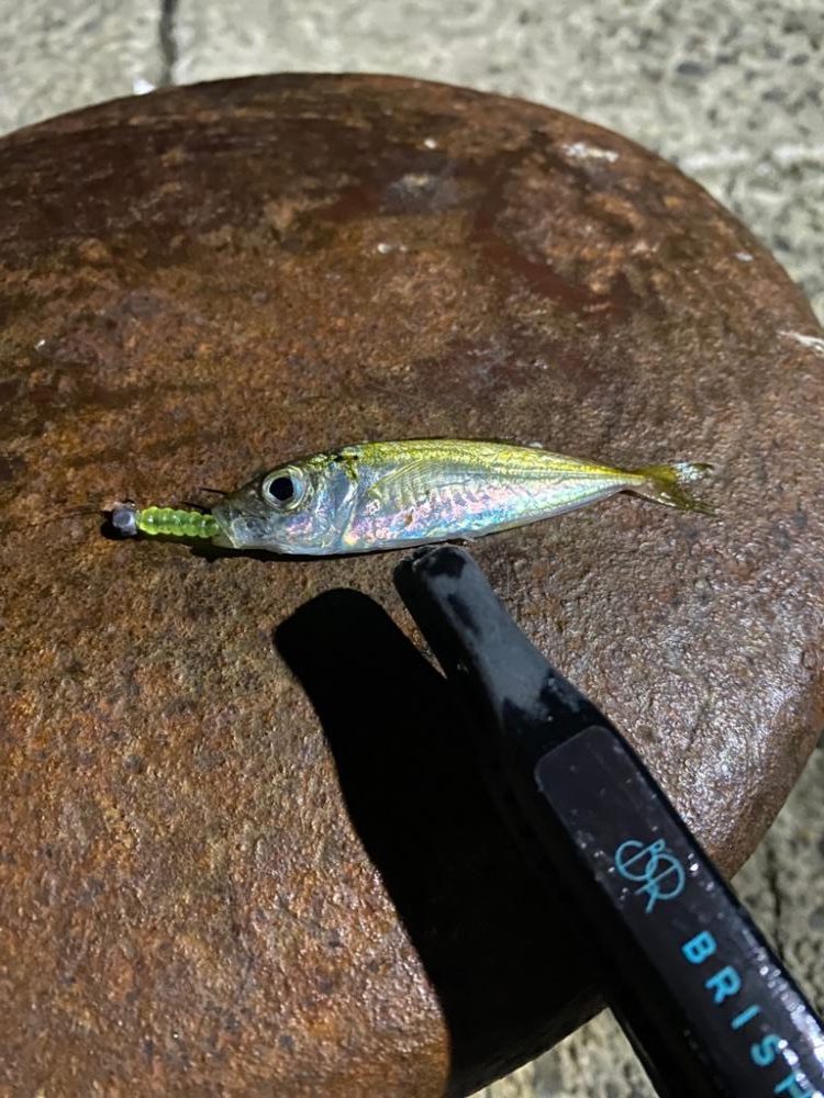 豆アジングの巻