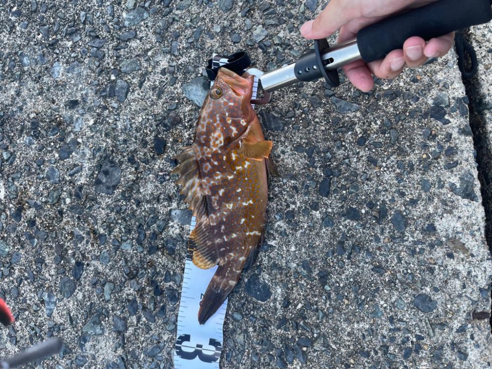 根魚釣り