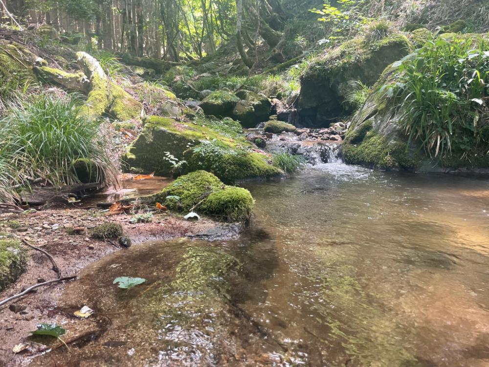 釣った魚を昼飯に