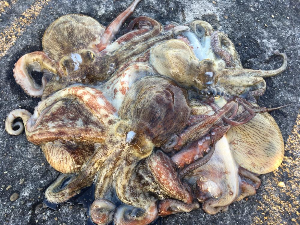 【タコフィネス】苦潮下でのタコ戦略2