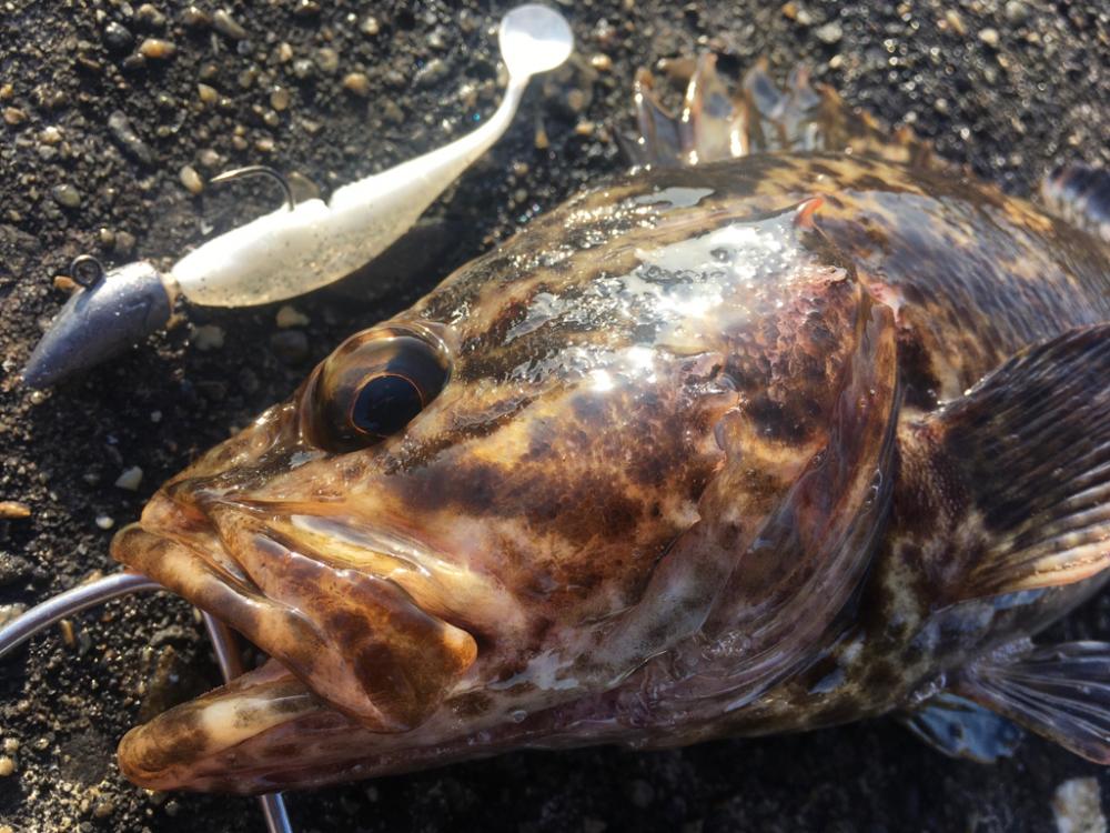 【タコフィネス】アコウ2＋ベッコウゾイ1＋ガシラ多数＋タコ少々