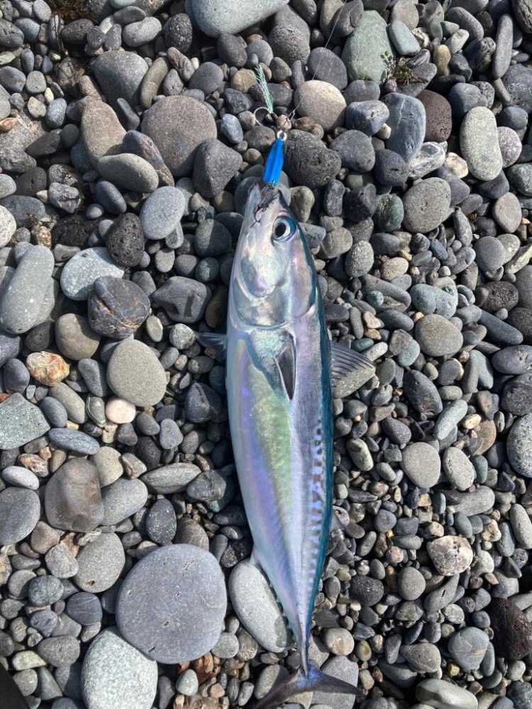 ショアジギング