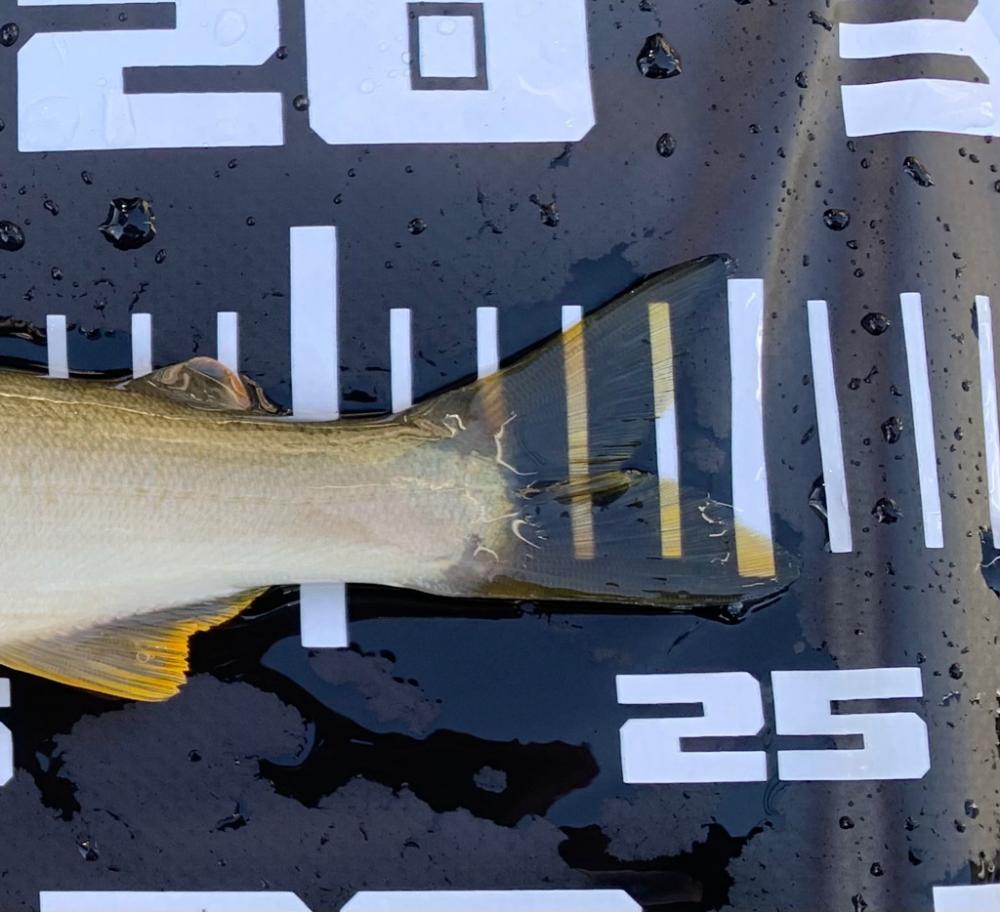 鮎の友釣りvol.2