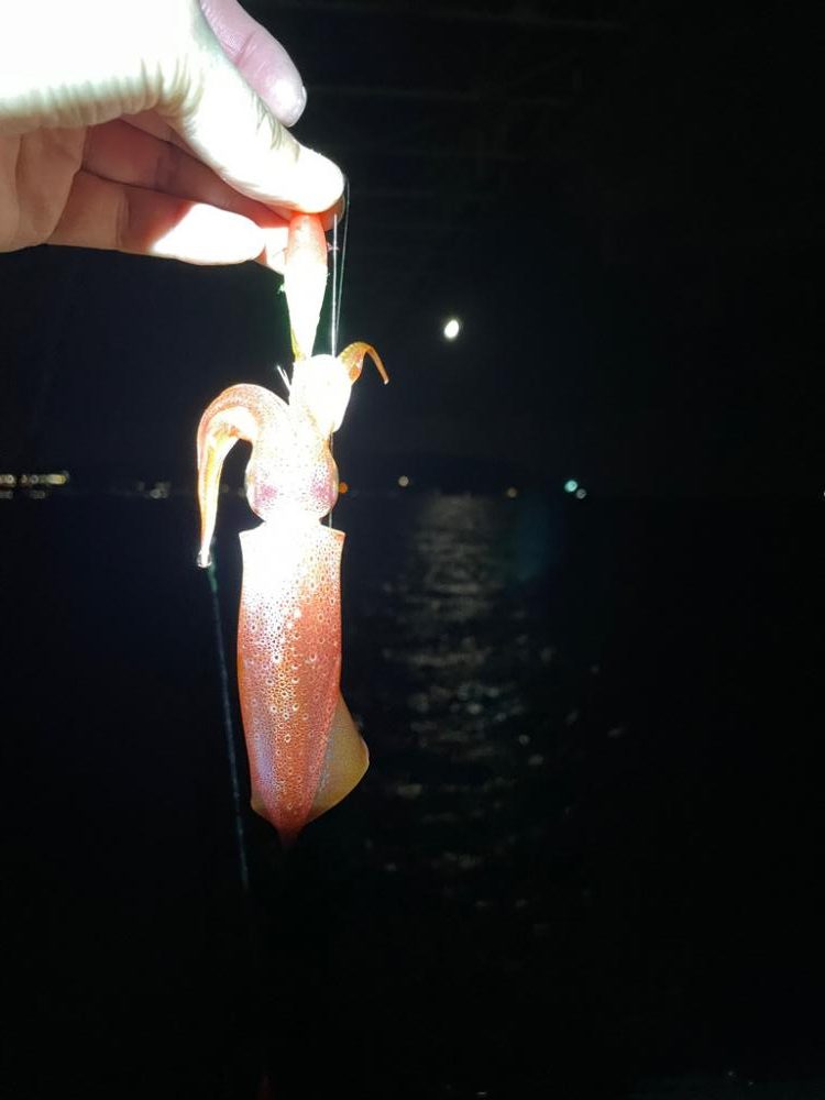 ぼちぼちでした