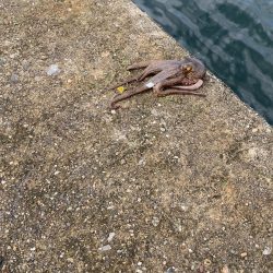 台風後のタコは…