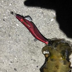 夕まずめエギング！