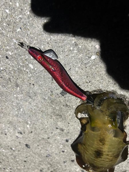 夕まずめエギング！