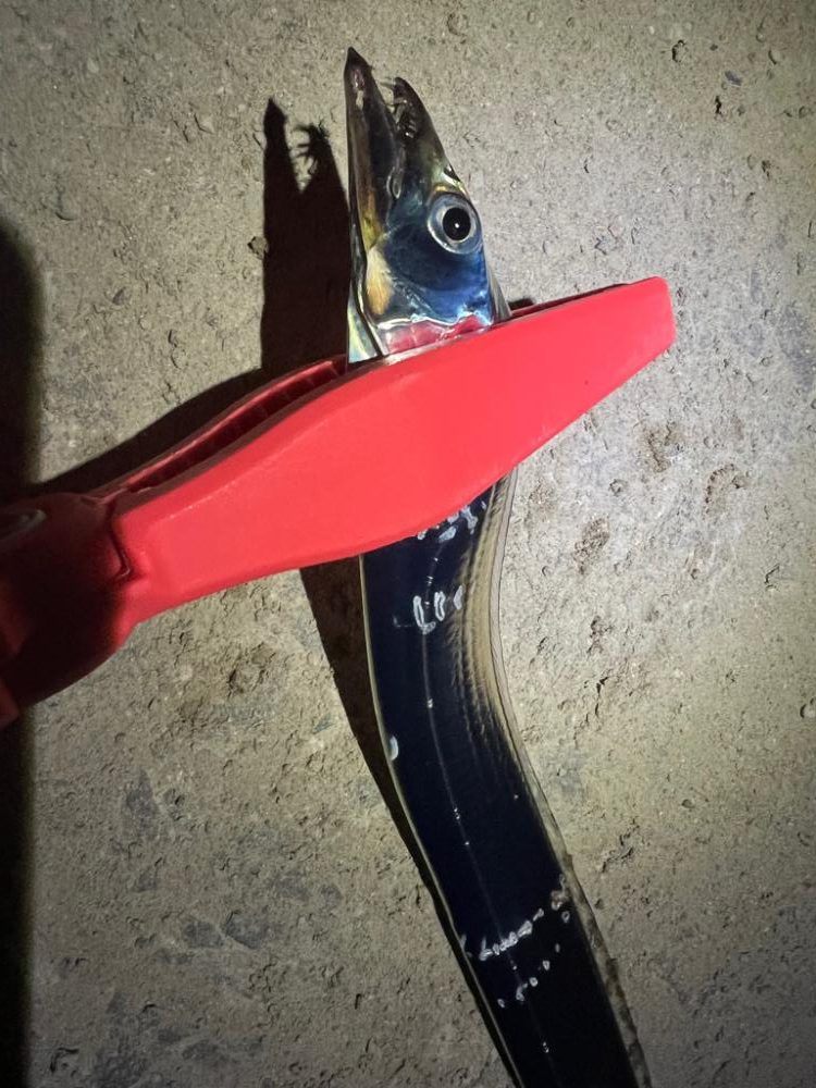 鯵を探して三千里 Vol.70