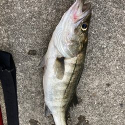 イワシの群れ確認