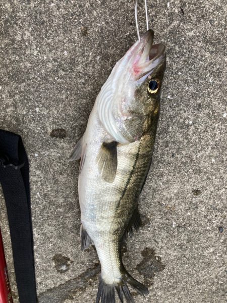 イワシの群れ確認