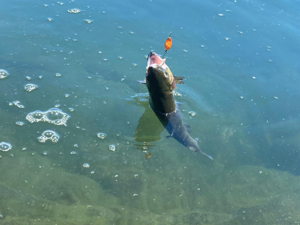 高島の泉さん釣れる