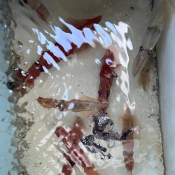 ケンサキイカ/イカメタル