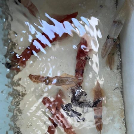 ケンサキイカ/イカメタル