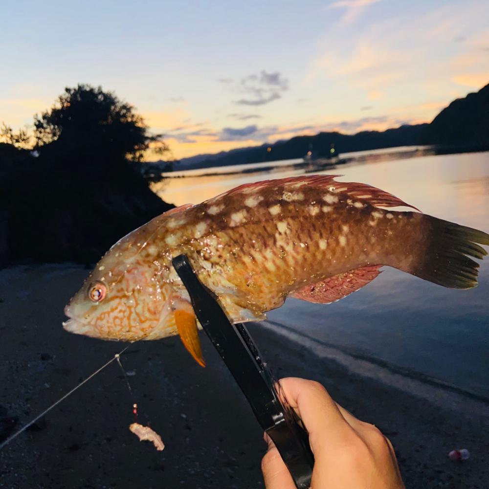 良型のキスゲット😙