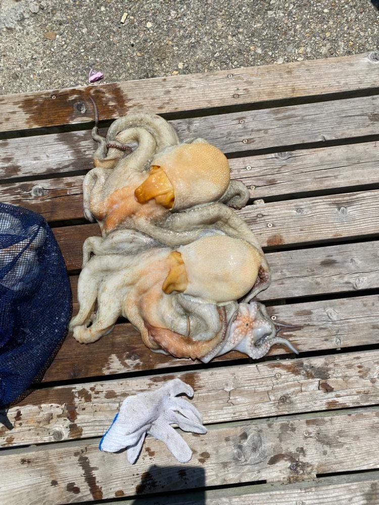 灼熱　親分ゲット！明石タコ釣り